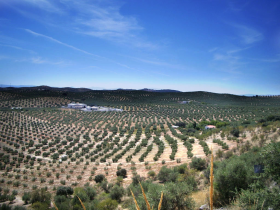 Inmobiliaria Oasis en Granada