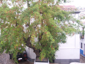 Inmobiliaria Oasis en Granada. Oasis Real Estate. Houses in Granada, Spain.