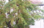Inmobiliaria Oasis en Granada. Oasis Real Estate. Houses in Granada, Spain.